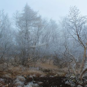 Urban Radish Seed Pack