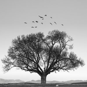 Basic Garden Hand Fork